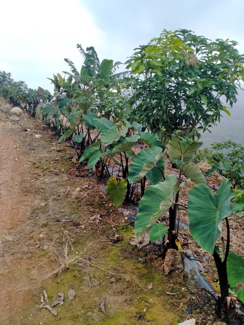 香芋，产地直销，基地出货，优质服务，