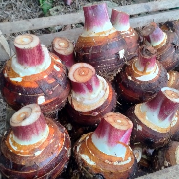 香芋，产地直销，基地出货，优质服务，