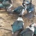 黑番公