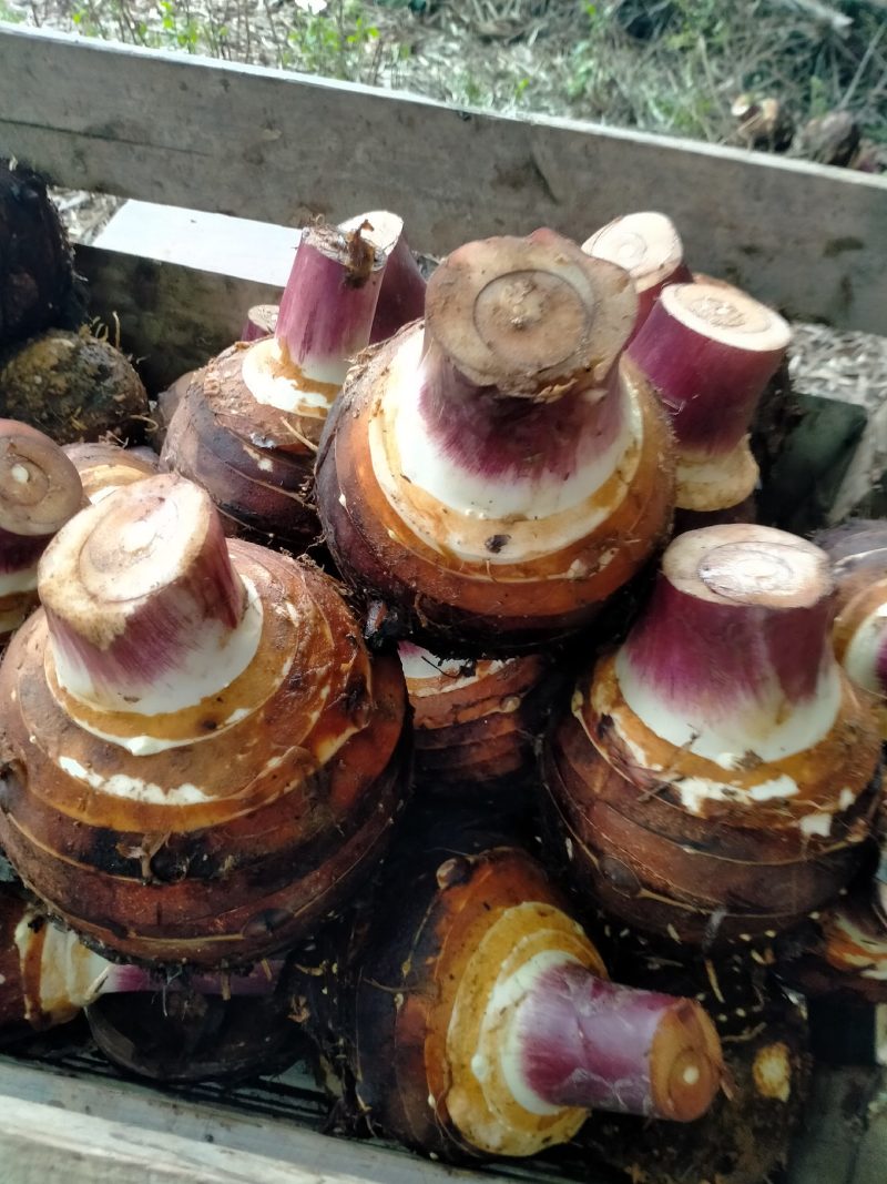 香芋，产地直销，基地出货，优质服务，