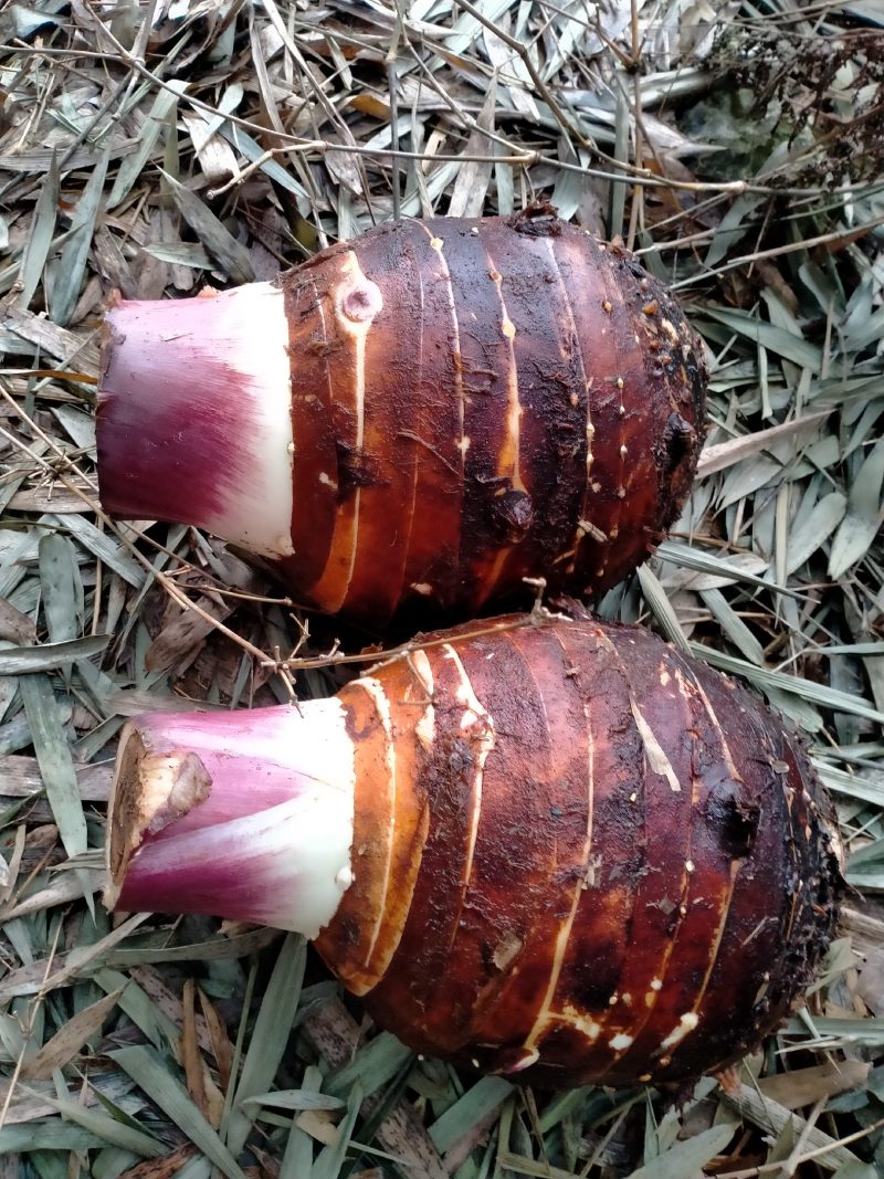 香芋，产地直销，基地出货，优质服务，