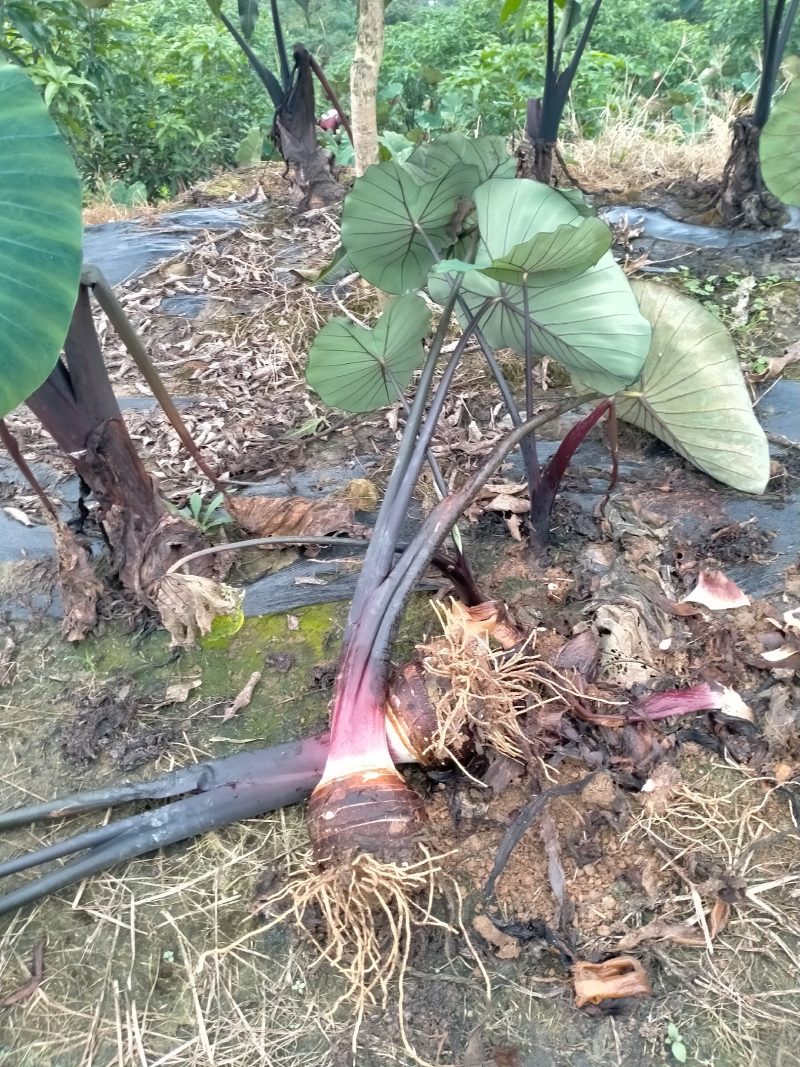 香芋，产地直销，基地出货，优质服务，