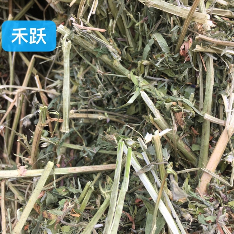 紫花苜蓿草，二茬苜蓿草，