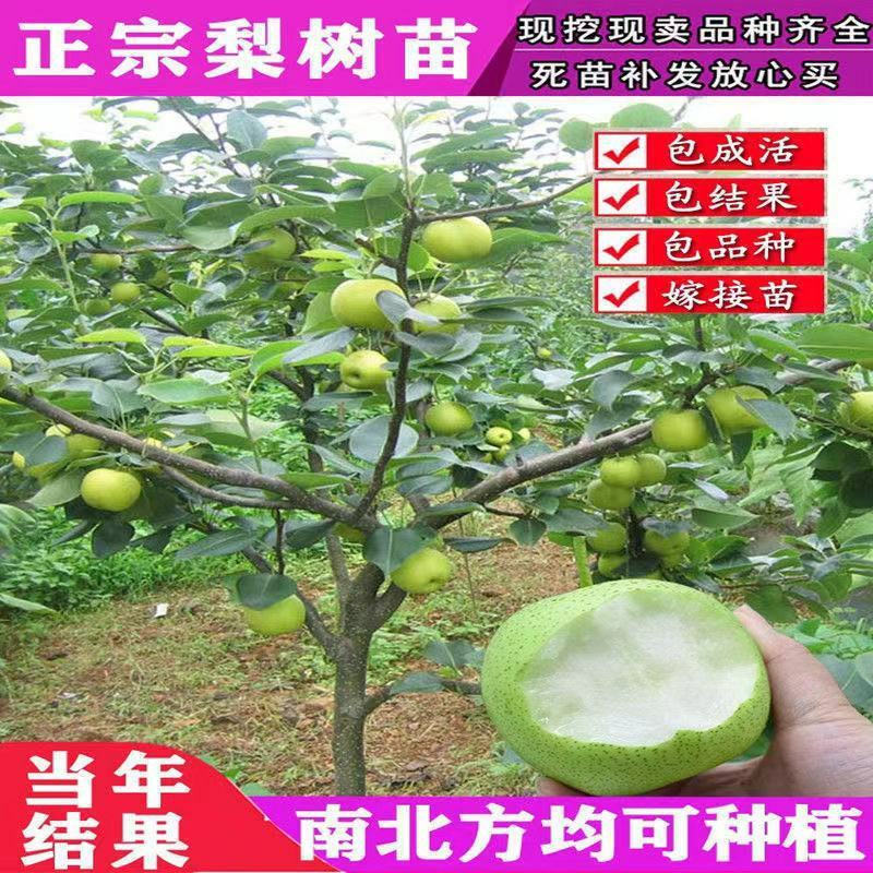 正宗梨树一米以上奥红一号早肃红梨玉露香秋月梨苗