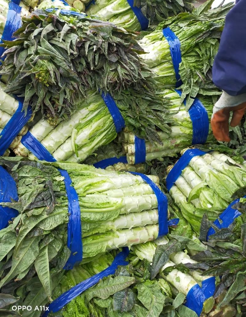 安徽莴苣，精品尖叶莴笋万亩基地直发无空心量大价优全发货
