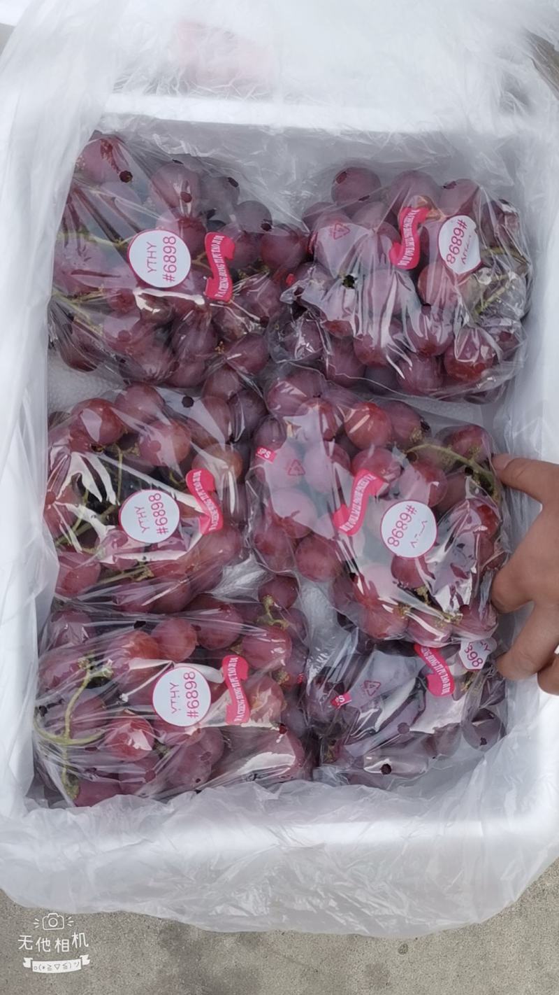 大量供应优质精品红提