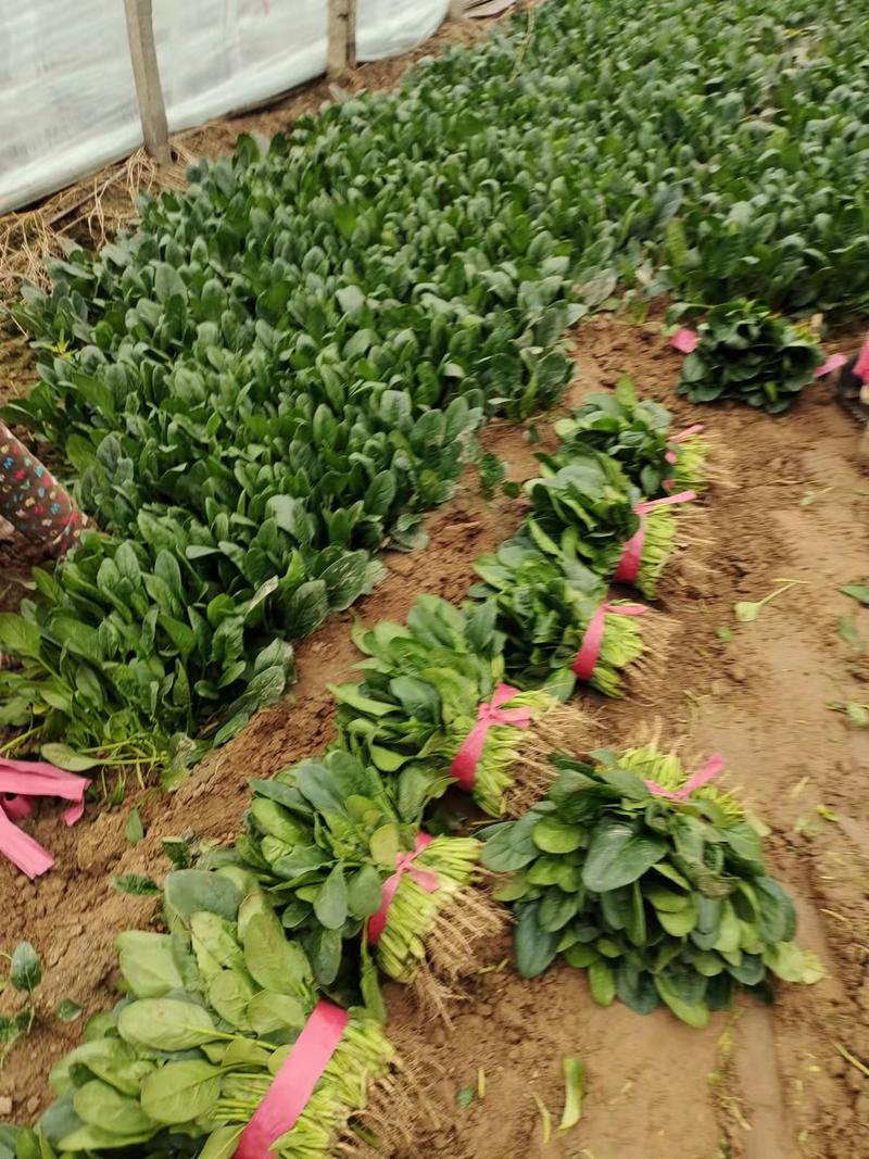 滑县万亩蔬菜批发基地精品菠菜大量上市，货源充足，价格合理