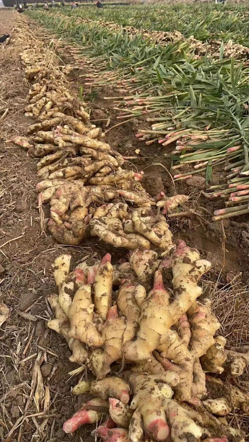 山东优质生姜，产地大量供应质量保证，随到随装。