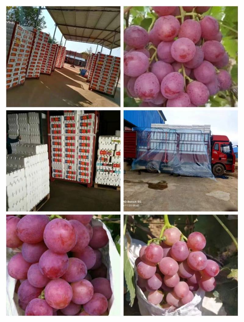 大量供应优质精品红提