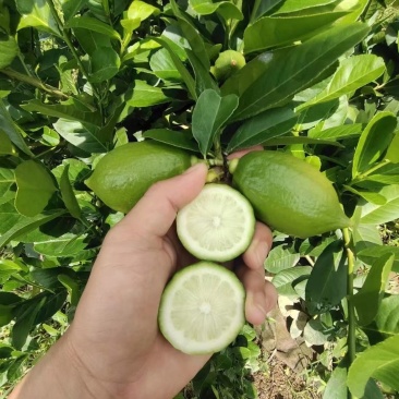 正宗广东香水无籽柠檬嫁接营养杯苗成活率更高好种植