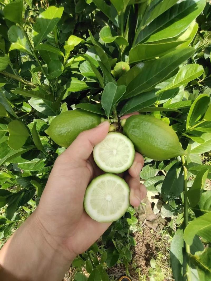 正宗广东香水无籽柠檬嫁接营养杯苗成活率更高好种植