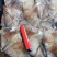1000-2000秘鲁鱿鱼耳朵