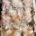 1000-2000秘鲁鱿鱼耳朵