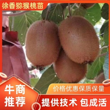 徐香绿心猕猴桃苗嫁接苗产量高提供技术