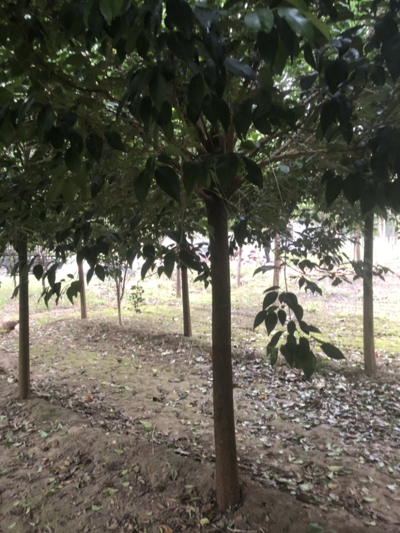 大叶女贞女贞基地现挖现发各种规格全国发货欢迎咨询