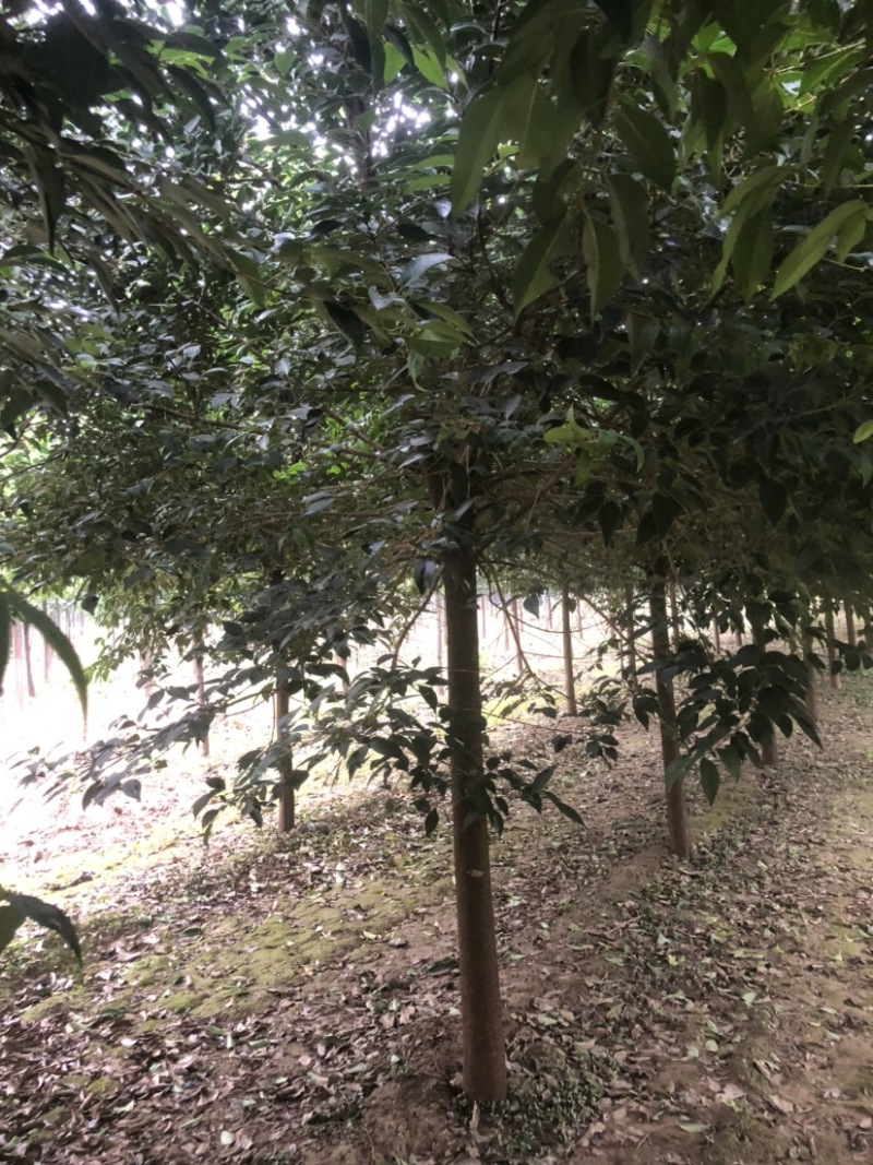 大叶女贞女贞基地现挖现发各种规格全国发货欢迎咨询