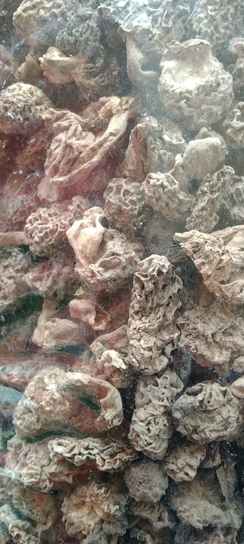 羊肚菌胶片虫菌