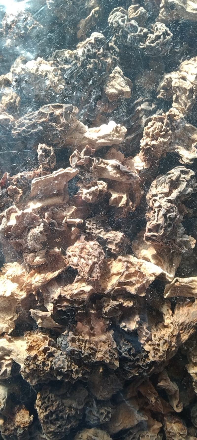 羊肚菌胶片虫菌