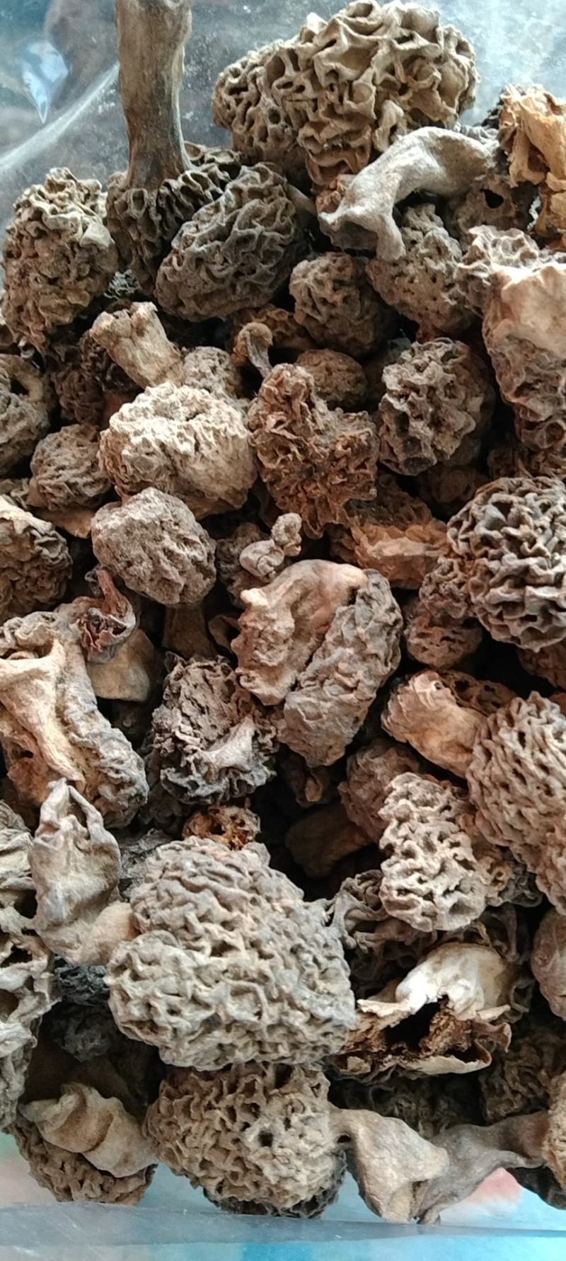 羊肚菌胶片虫菌