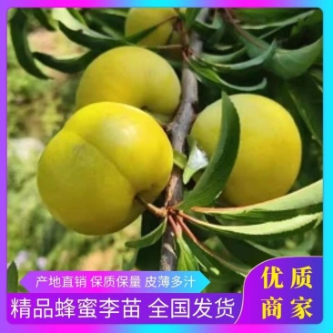 蜂糖李子苗纯甜个大口感好嫁接苗包邮1米多高