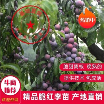 脆红李子树苗技术免费/脆甜/离核/晚熟包邮