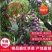 脆红李子树苗技术免费/脆甜/离核/晚熟包邮