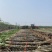 仙桃甘蔗，基地直供，大面积种植一级货，诚信合作