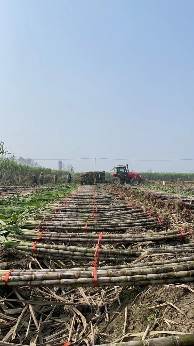 仙桃甘蔗，基地直供，大面积种植一级货，诚信合作