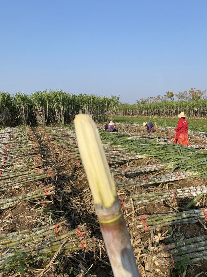 仙桃甘蔗，基地直供，大面积种植一级货，诚信合作