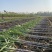 仙桃甘蔗，基地直供，大面积种植一级货，诚信合作