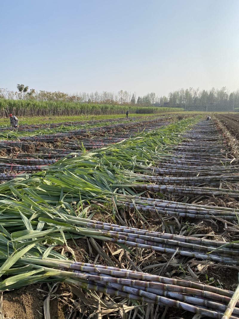仙桃甘蔗，基地直供，大面积种植一级货，诚信合作