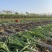 仙桃甘蔗，基地直供，大面积种植一级货，诚信合作