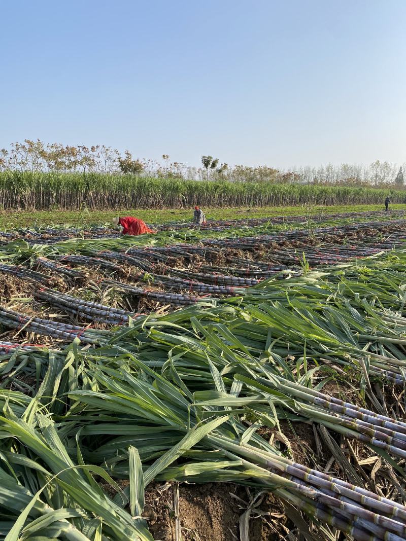 仙桃甘蔗，基地直供，大面积种植一级货，诚信合作