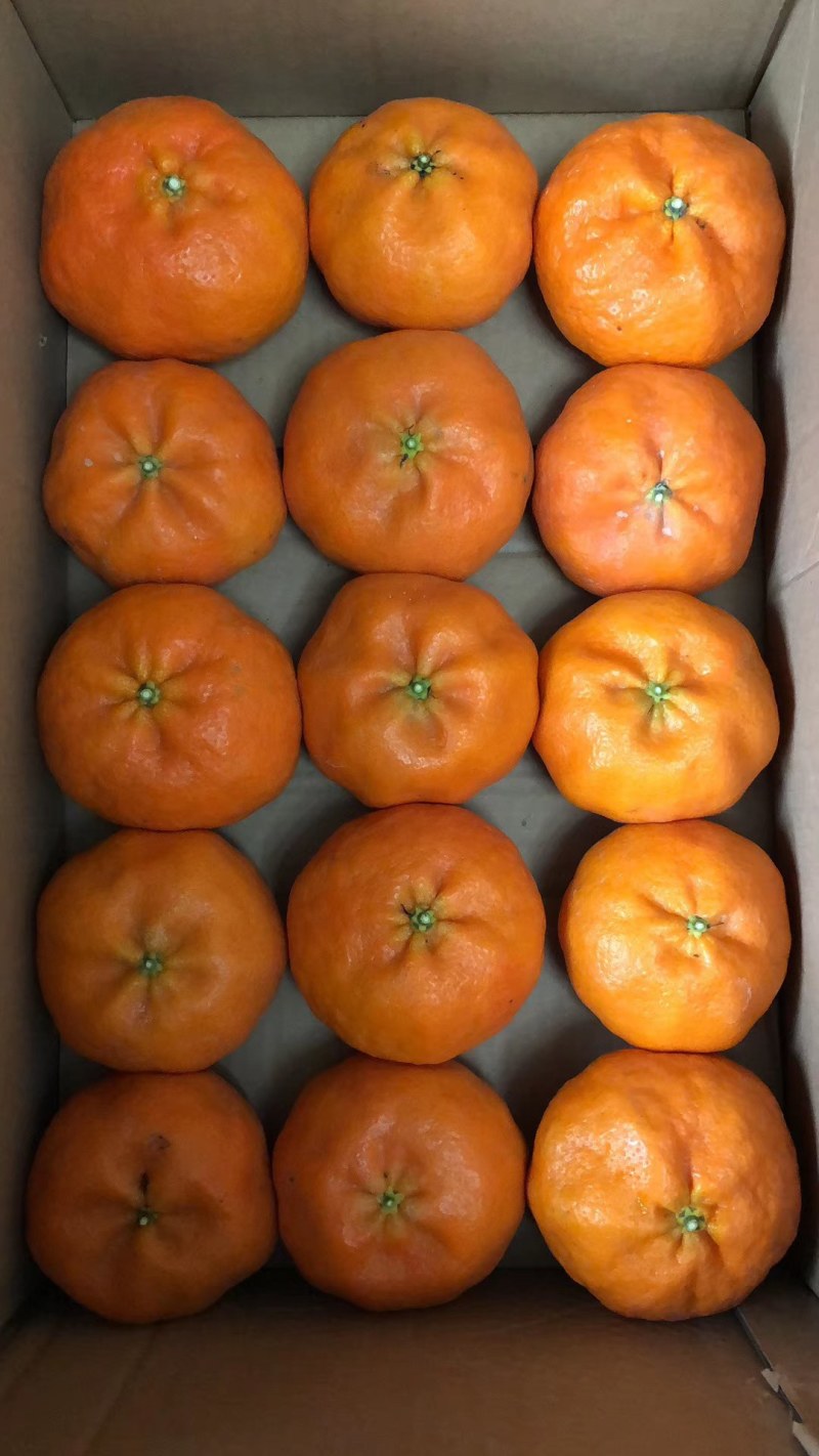 甘平柑橘苗，甘平杯苗，甘平大苗，甘平挂果苗，甘平柑桔苗