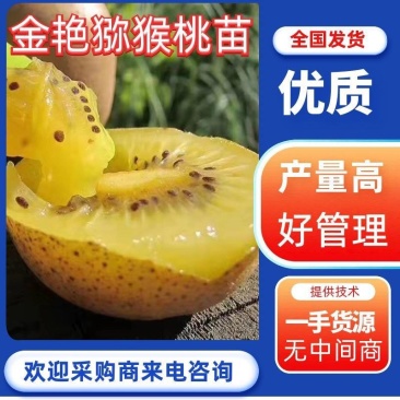 金艳黄心猕猴桃苗抗寒产量高/免费技术包邮