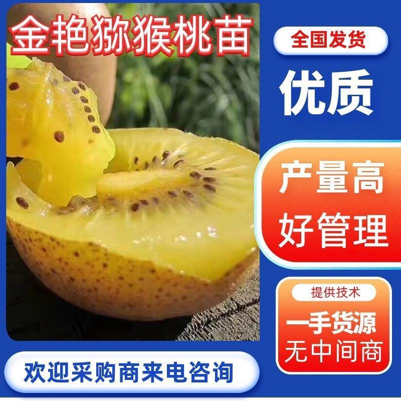金艳黄心猕猴桃苗抗寒产量高/免费技术包邮