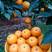 橙子苗红江橙苗（廉江橙）品种保证苗圃基地发货