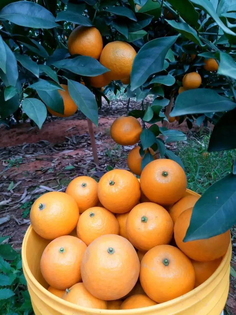 橙子苗红江橙苗（廉江橙）品种保证苗圃基地发货