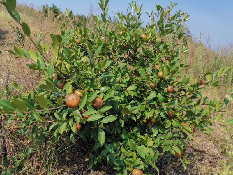 新鲜山油茶果