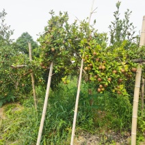 新鲜山油茶果