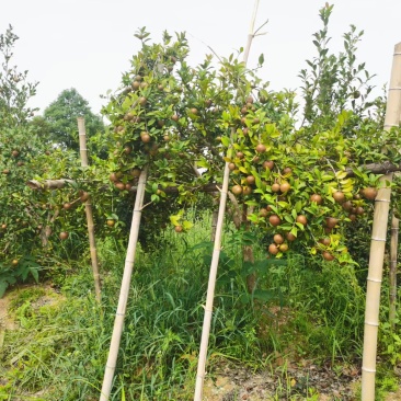新鲜山油茶果