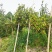新鲜山油茶果