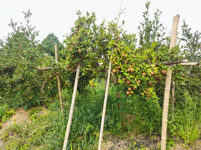 新鲜山油茶果