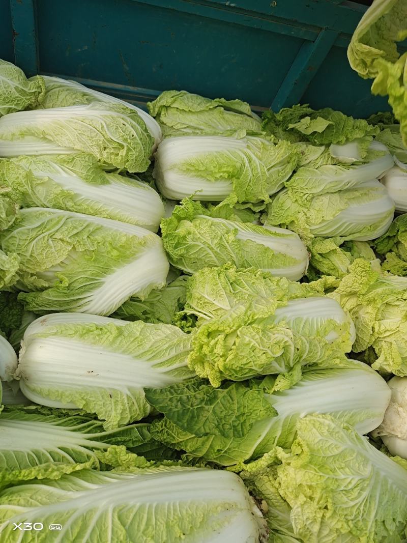 淮阳区黄心大白菜大量供应中品种齐全产地直供质量好