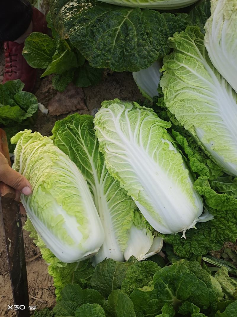 淮阳区黄心大白菜大量供应中品种齐全产地直供质量好