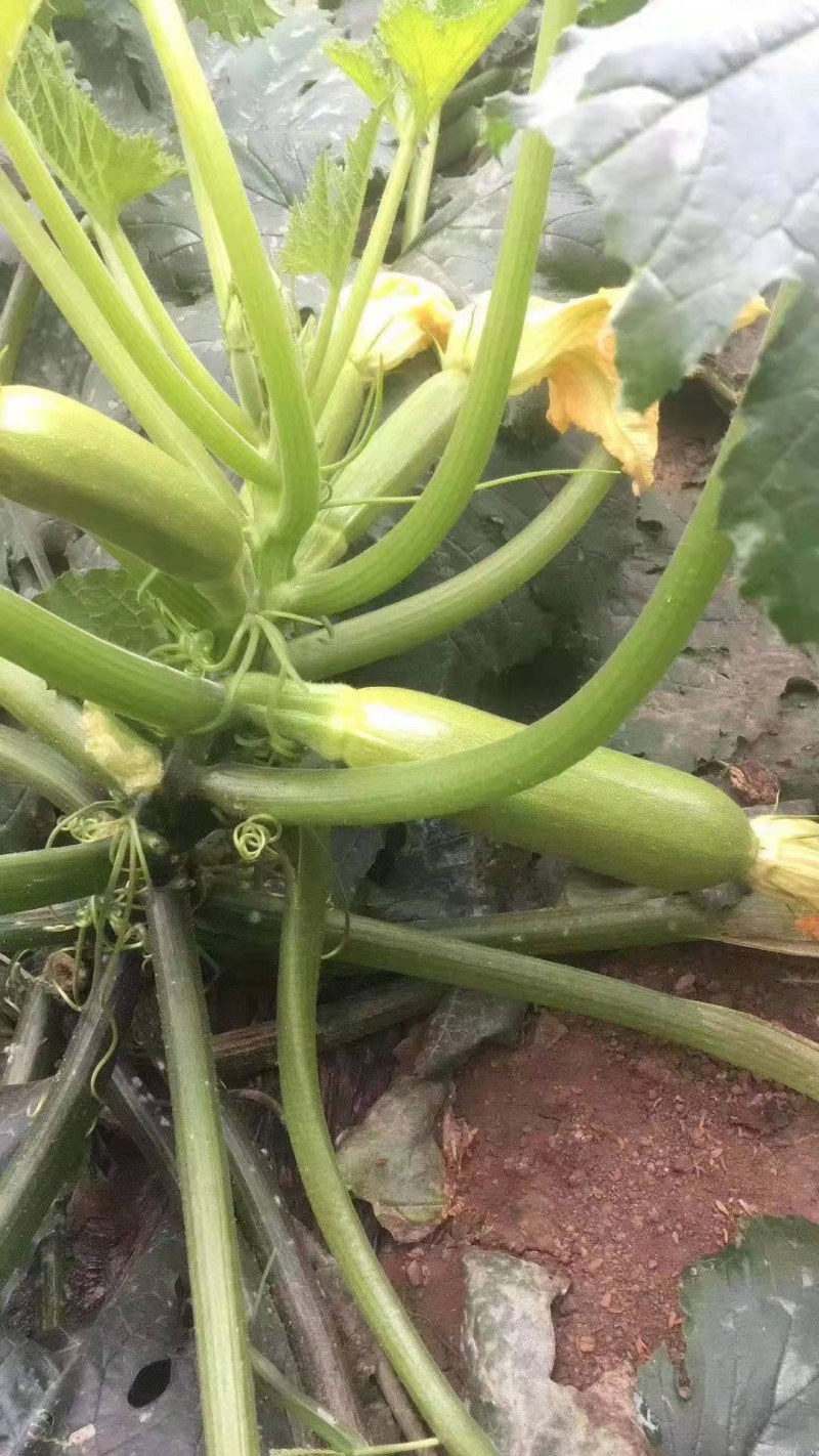 西葫芦苗抗白粉病品种山东寿光西葫芦苗耐寒高产量