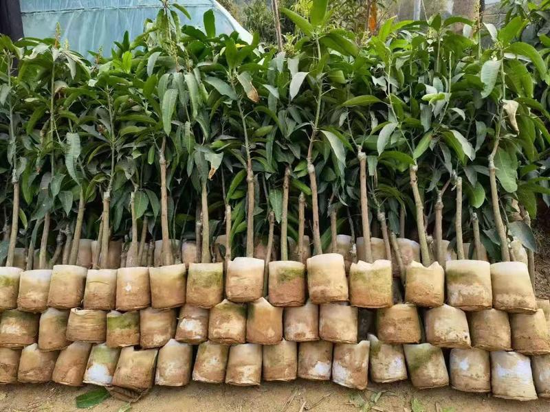 芒果树福建漳州芒果树绿化庭院设计基地直供大小规格袋袋苗
