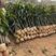 芒果树福建漳州芒果树绿化庭院设计基地直供大小规格袋袋苗