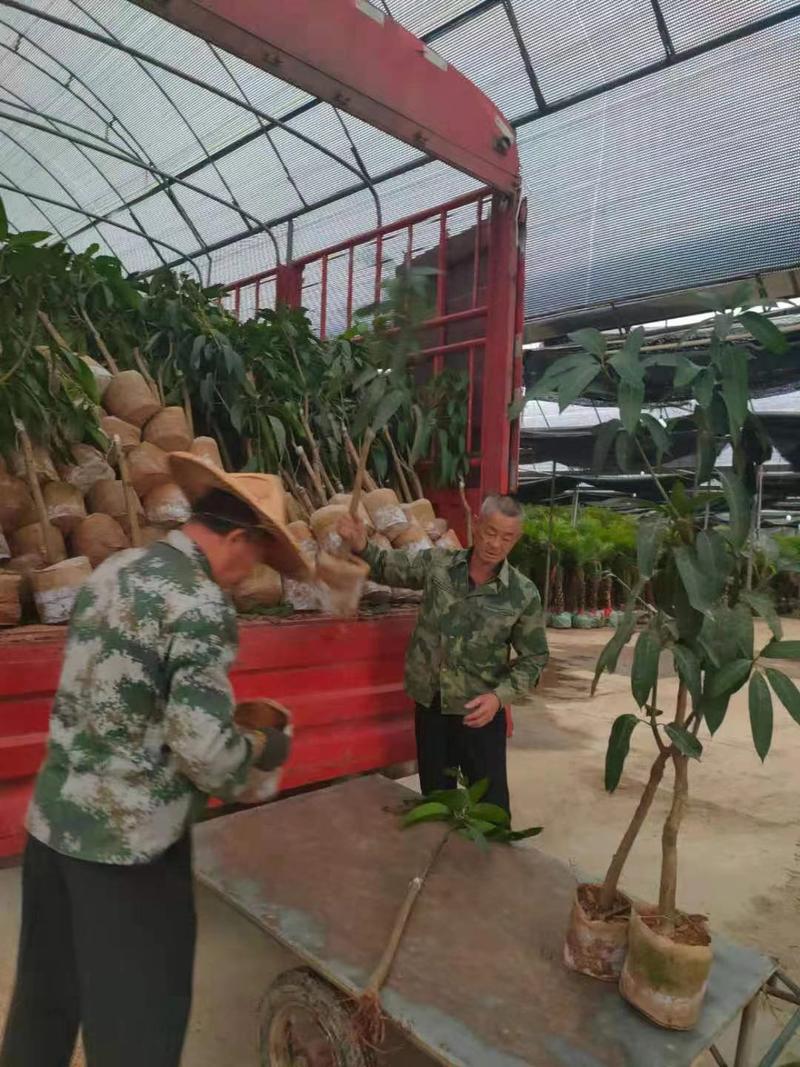 枇杷树福建漳州枇杷树绿化庭院设计基地直供大小规格袋苗