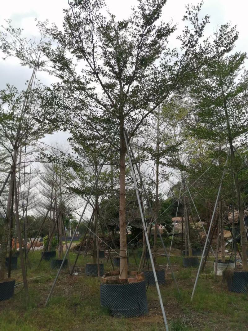 小叶榄仁福建省漳州市供应绿庭院设计，小叶榄仁大小规格袋苗